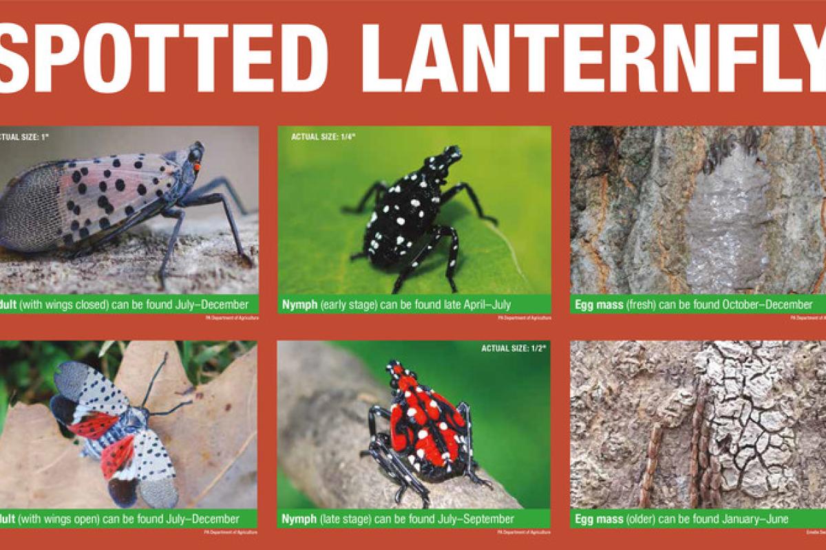 Identify spotted lanterfly